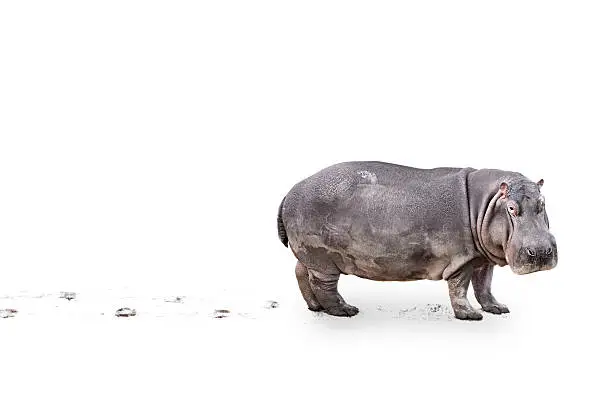 Hippopotamus on white with dirty feet