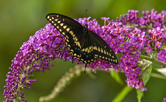 The Black Swallowtail, Papilio polyxenes, also called the American or parsnip swallowtail, is a butterfly found throughout much of North America.