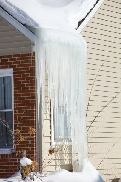 Icicles hang from a large ice dam on an old house to the ground. The ice dam (ice above the gutter) is formed due to poor insulation and or a clogged gutter). As the snow on the roof melts it freezes at the edge, causing the dam and the icicles. This is one reason gutters need to be cleaned and roofs are raked to remove snow.