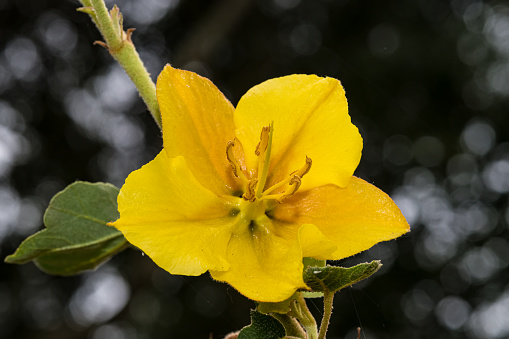 Fremontodendron californicum, with the common names California flannelbush, California fremontia, and flannel bush, is a flowering shrub native to diverse habitats in southwestern North America. Malvaceae.