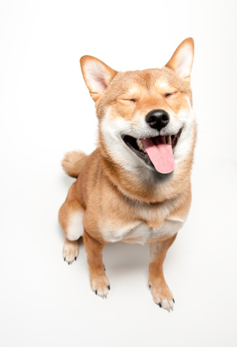 A 1 year old Shiba Inu dog makes a silly, funny face.