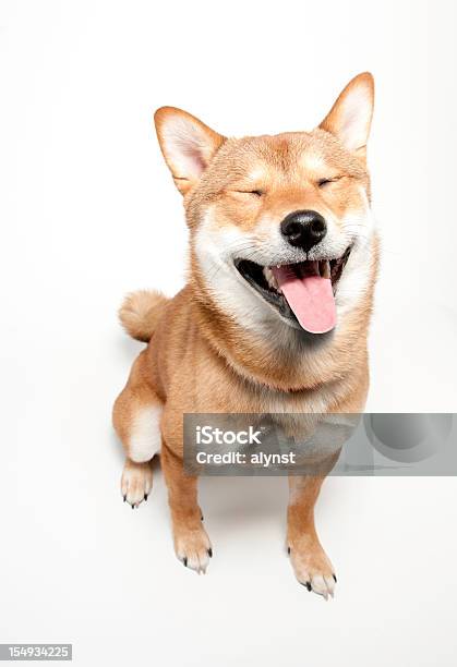 Funny Faced Shiba Inu Dog Stock Photo - Download Image Now - Dog, White Background, Smiling