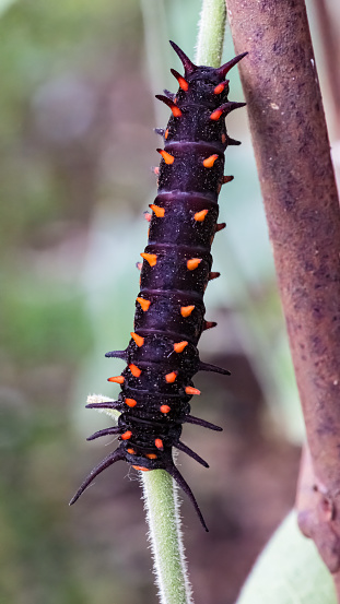 Larva of Battus philenor, the pipevine swallowtail or blue swallowtail, is a swallowtail butterfly found in North America. This butterfly is black with iridescent-blue hindwings. Caterpillars are  black  and feed on compatible plants of the genus Aristolochia. Santa Rosa, California. Sonoma County.