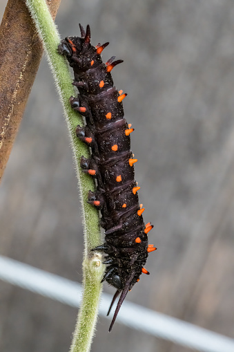 Larva of Battus philenor, the pipevine swallowtail or blue swallowtail, is a swallowtail butterfly found in North America. This butterfly is black with iridescent-blue hindwings. Caterpillars are  black  and feed on compatible plants of the genus Aristolochia. Santa Rosa, California. Sonoma County.