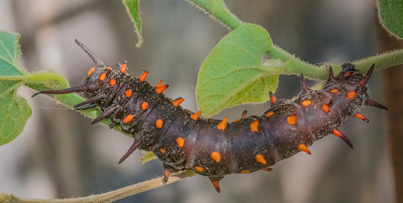 Larva of Battus philenor, the pipevine swallowtail or blue swallowtail, is a swallowtail butterfly found in North America. This butterfly is black with iridescent-blue hindwings. Caterpillars are  black  and feed on compatible plants of the genus Aristolochia. Santa Rosa, California. Sonoma County.