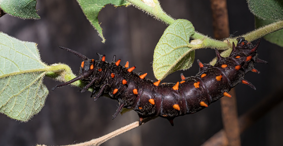 Larva of Battus philenor, the pipevine swallowtail or blue swallowtail, is a swallowtail butterfly found in North America. This butterfly is black with iridescent-blue hindwings. Caterpillars are  black  and feed on compatible plants of the genus Aristolochia. Santa Rosa, California. Sonoma County.