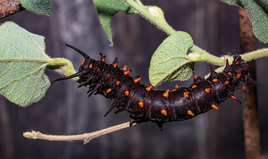 Larva of Battus philenor, the pipevine swallowtail or blue swallowtail, is a swallowtail butterfly found in North America. This butterfly is black with iridescent-blue hindwings. Caterpillars are  black  and feed on compatible plants of the genus Aristolochia. Santa Rosa, California. Sonoma County.