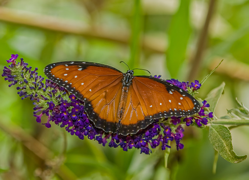 The queen butterfly (Danaus gilippus) is a North and South American butterfly in the family Nymphalidae.