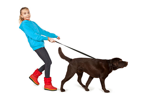 A girl walking a big brown dog on a leash Girl in red boots being walked by chocolate labrador dog. dragging photos stock pictures, royalty-free photos & images