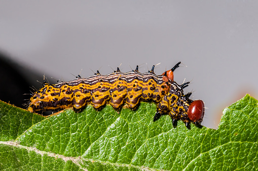 The Red-humped Caterpillar (Schizura concinna) is a moth of the Notodontidae family found eating a apple tree leaf.