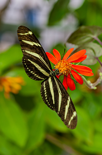 Heliconius charithonia, the zebra longwing or zebra heliconian, is a species of butterfly belonging to the subfamily Heliconiinae of the family Nymphalidae. Florida.