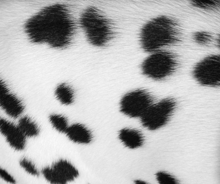 Dalmatian spotted coat for use as a textured background. Some focus fall off due to the shape of the back.