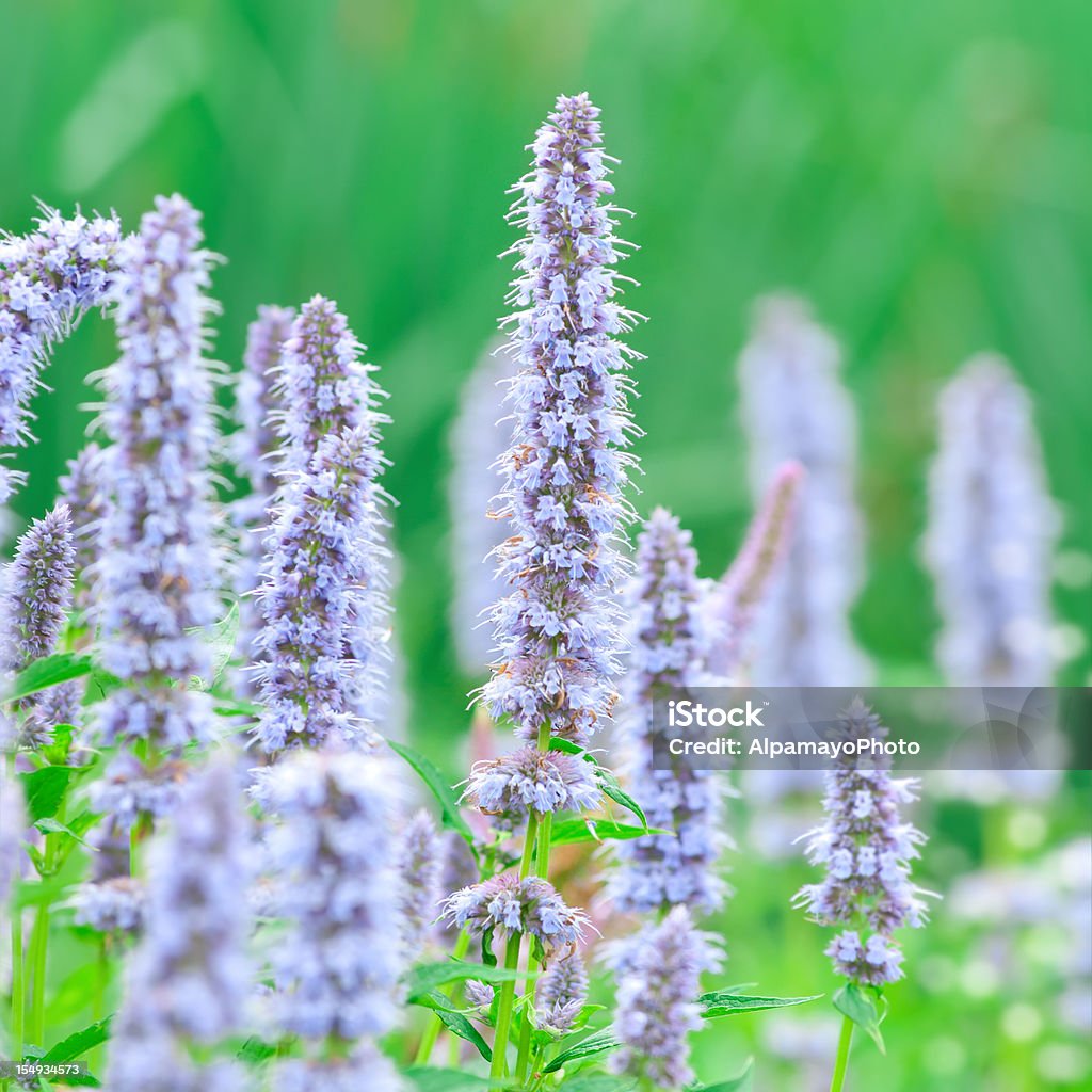 Anis Ysopkraut (Agastache foeniculum - Lizenzfrei Baumblüte Stock-Foto