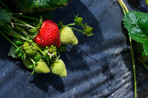 Close-up of ripening strawberries on the vine.\n\nTaken in Watsonville, California, USA