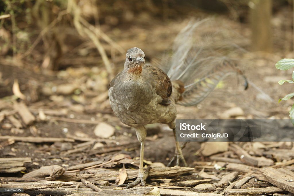 Lyrebird Lyrebird coming through the bush at camera Animal Stock Photo