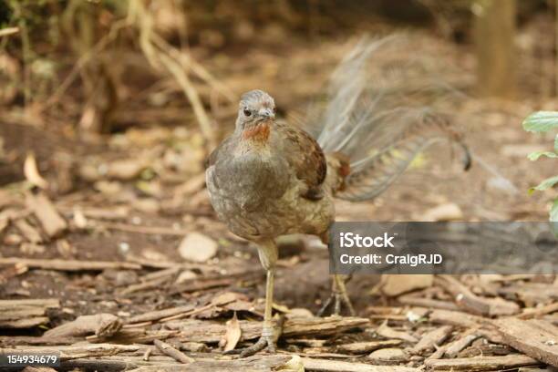 Lyrebird Stock Photo - Download Image Now - Animal, Animal Wildlife, Animals In The Wild