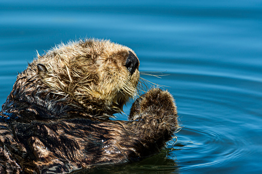 Close-up wild sea otter (Enhydra lutris) prying, while floating on his back.

Taken in Moss Landing, California. USA