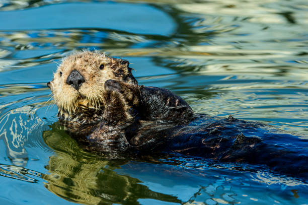 istock Close-up of Wild Sea Otter Resting in Calm Ocean Water 1549347313