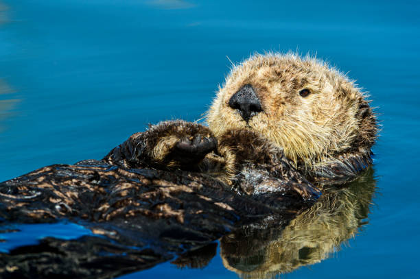 istock Close-up of Wild Sea Otter Resting in Calm Ocean Water 1549347318
