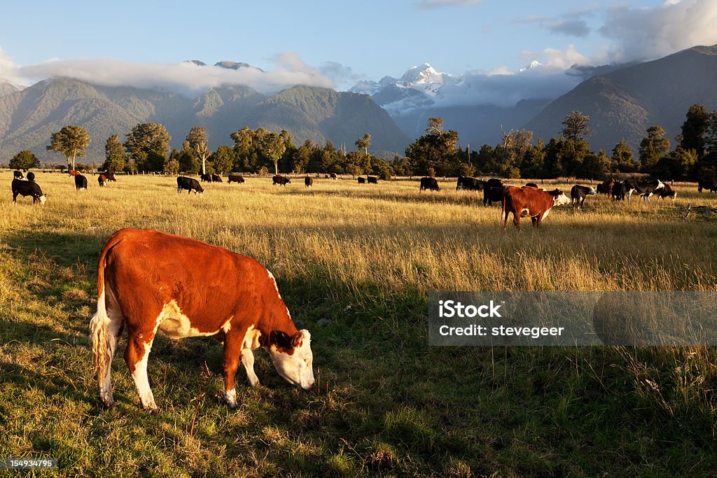 Pittoresco paesaggio con bestiame in Nuova Zelanda - Foto stock royalty-free di Bovino domestico