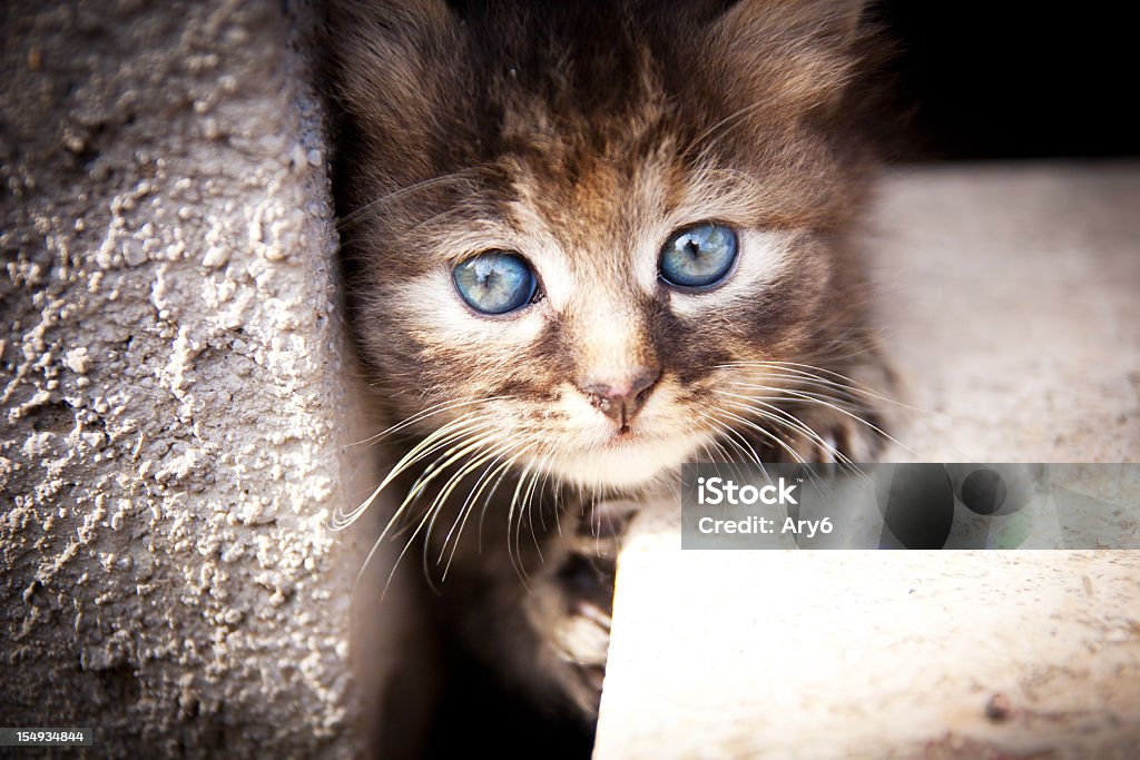 Kitten hiding between a crack in stone bricks Kitten out of the den Animal Stock Photo