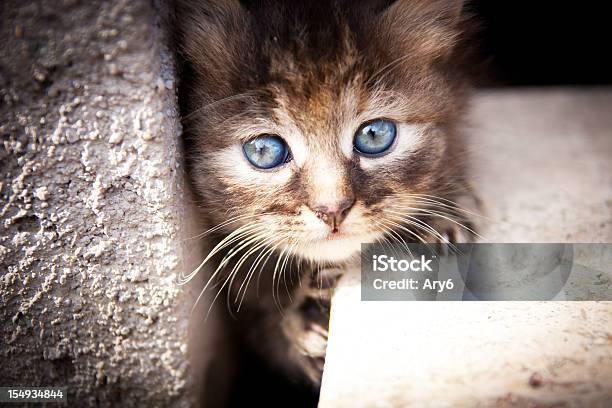 Kitten Hiding Between A Crack In Stone Bricks Stock Photo - Download Image Now - Animal, Color Image, Domestic Cat
