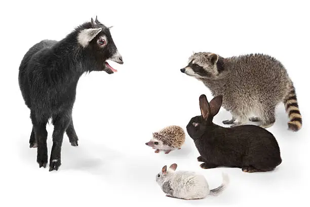 Group of animals listening to the minature goat,, minature goat,, raccoon,, chinchilla,, and an african pime hedgehog