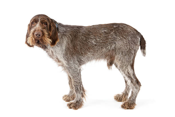 Italian Spinone pure bred dog Italian Spinone breed dog on white backgroundTired looking old dog isolated on white with a little bit of shadow. spinoni stock pictures, royalty-free photos & images