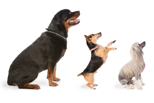 A rottweiler,, a jack russel and a chinese crested dog looking to the upper right corner of the image.