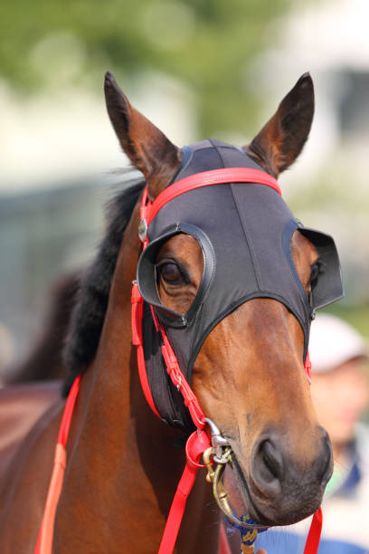 istock Horse head with Blinders 154935140