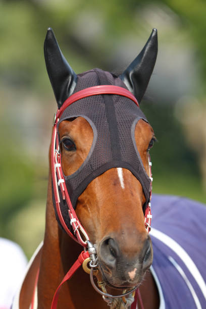 istock Horse head with Ear Plugs 154935152