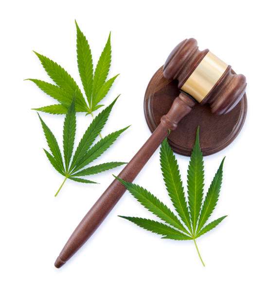 istock Cannabis leaf and gavel on white background 1549356009