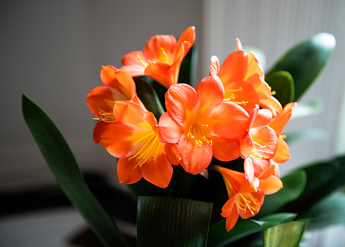 One orange asiatic lily isolated on white background.