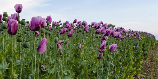 Traveling photo of nature, pink and red poppy agricultural field photography in the summer. Beautiful landscape picture with good weather.