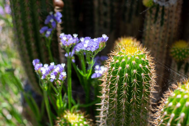 Cacti plants and wild flowers
