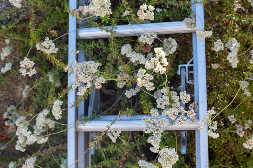 The fragment of ladder in the flowers