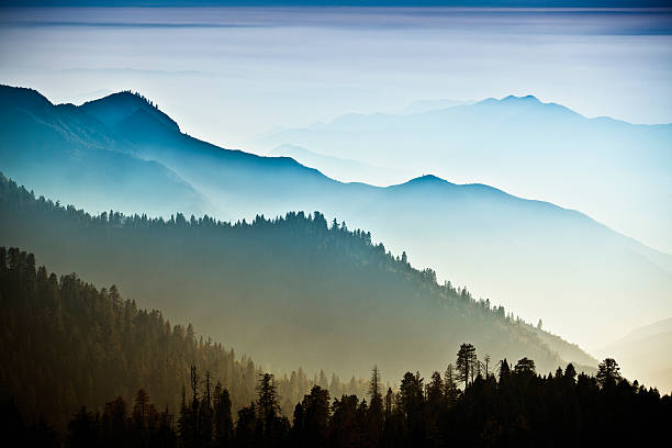Mist on the Sierra Nevada Mountains Trees and mist in the green forest of Stanislaus National Forest from Yosemite National Park simple tree silhouette stock pictures, royalty-free photos & images