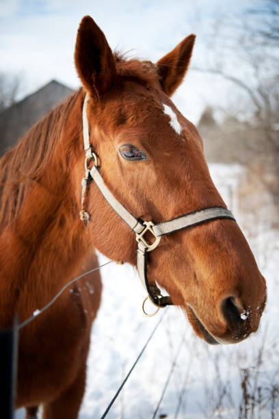 istock Horses in Winter Field 154945249