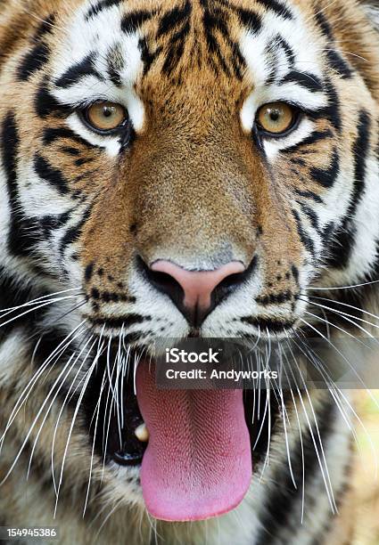 Tigerface Stockfoto und mehr Bilder von Tiger - Tiger, Zunge herausstrecken, Bedrohte Tierart
