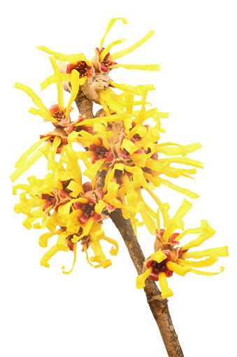 Yellow flowers on a blooming witch hazel branch (Hamamelis) isolated on a white background, medicinal plant used for skin care cosmetics, copy space, selected focus, narrow depth of field