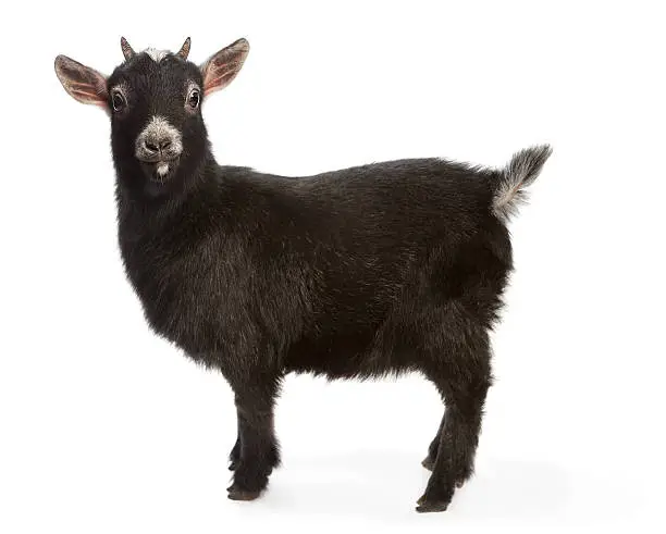 Surprised looking miniature goat