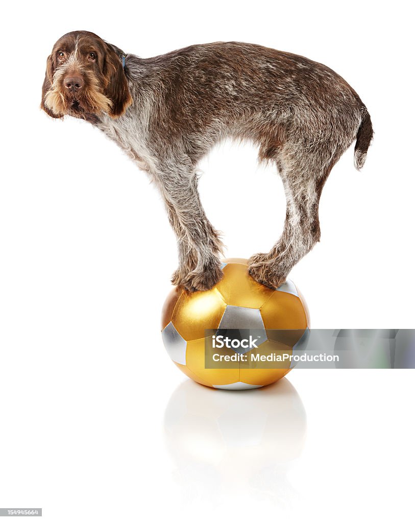 Vecchio cane facendo trucco equilibrio sulla gym ball - Foto stock royalty-free di Cane