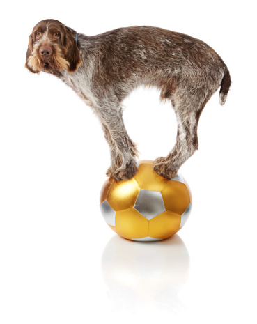 A photographic image shows an old dog standing on a ball.  The dog has brown hair with gray and white streaks throughout its legs, front side and tail.  It has long drooping ears, and its snout is surrounded by a line of bunched tan hair.  The dog has brown eyes, and it is looking at the viewer.  It is standing balanced with all four legs on top of a silver and gold soccer ball.  The dog's body is sideways to the viewer with its head on the left side of the image and turned to its left.  The background and surface area are solid white and show faint reflections.