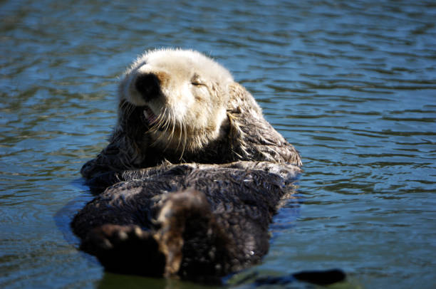 istock Wild Sea Otter Resting in Calm Ocean Water 154945855