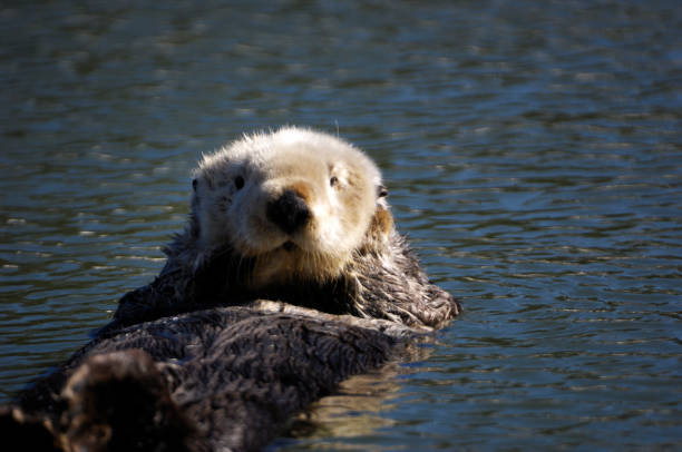 istock Wild Sea Otter Resting in Calm Ocean Water 154945861