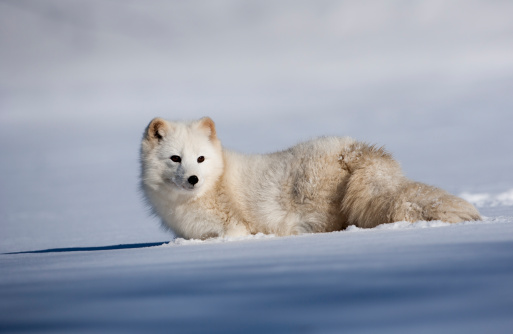 Adorable Artic fox in a deep field of snow.