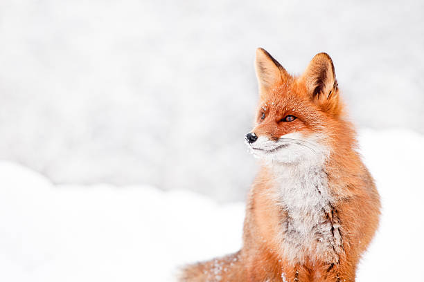 Fox portrait Fox portrait on white snowy background. Canon 1Ds Mark III fox photos stock pictures, royalty-free photos & images