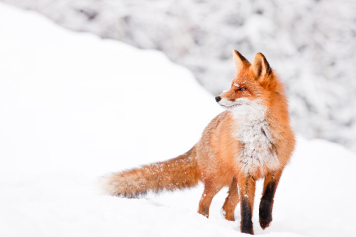 Fox portrait on white snowy background. Canon 1Ds Mark III