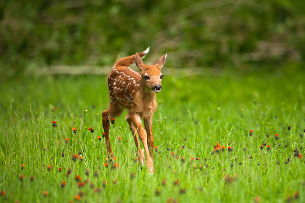 whitetail 사슴 fawn 필�드에 of 조밥나물 꽃. - fawn 뉴스 사진 이미지