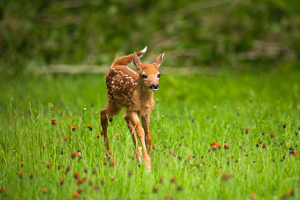 Whitetail deer fawn in field of indian paintbrush flowers. Very young fawn whitetail-deer (Odocoileus virginianus) running through field of indian paintbrush flowers and green grass in late spring. This little guy was only about 1.5 ft tall, and tough to keep in focus as he moved very quickly. (very subtle motion blur due to movement) fawn young deer stock pictures, royalty-free photos & images
